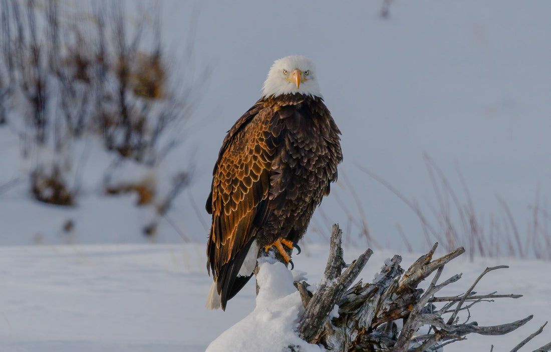 eagle sitting on white snow
